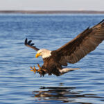 गरूडाकडून शिकण्यासारख्या 5 महत्त्वाच्या जीवनशिक्षा | Eagle Life Lessons in Marathi